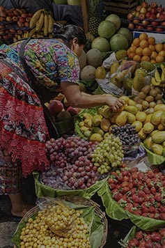 Los programas sociales y su incidencia en el ingreso y la alimentación de las familias rurales