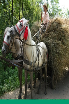 Compilación de reglamentos de la legislación del sector rural en México